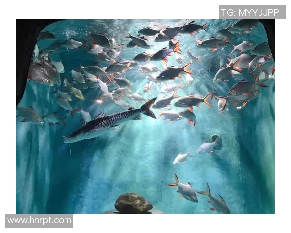 鸟岩西与名古鲸的对决探秘海洋生物的奇妙世界